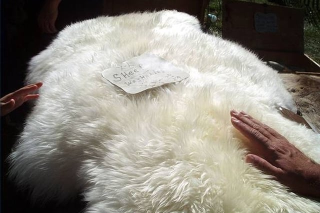 How to Tan Sheepskins